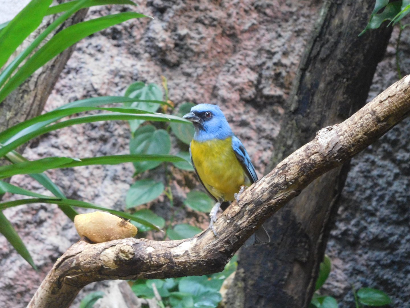 Darwin's blue-and-yellow tanager