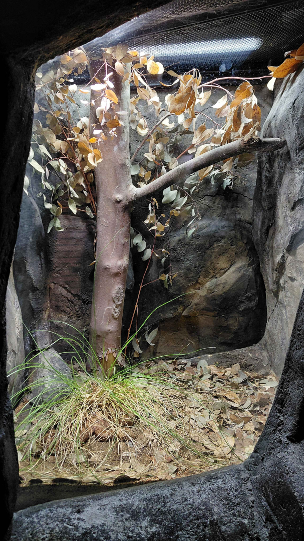 Darwin's crater - Adder exhibit