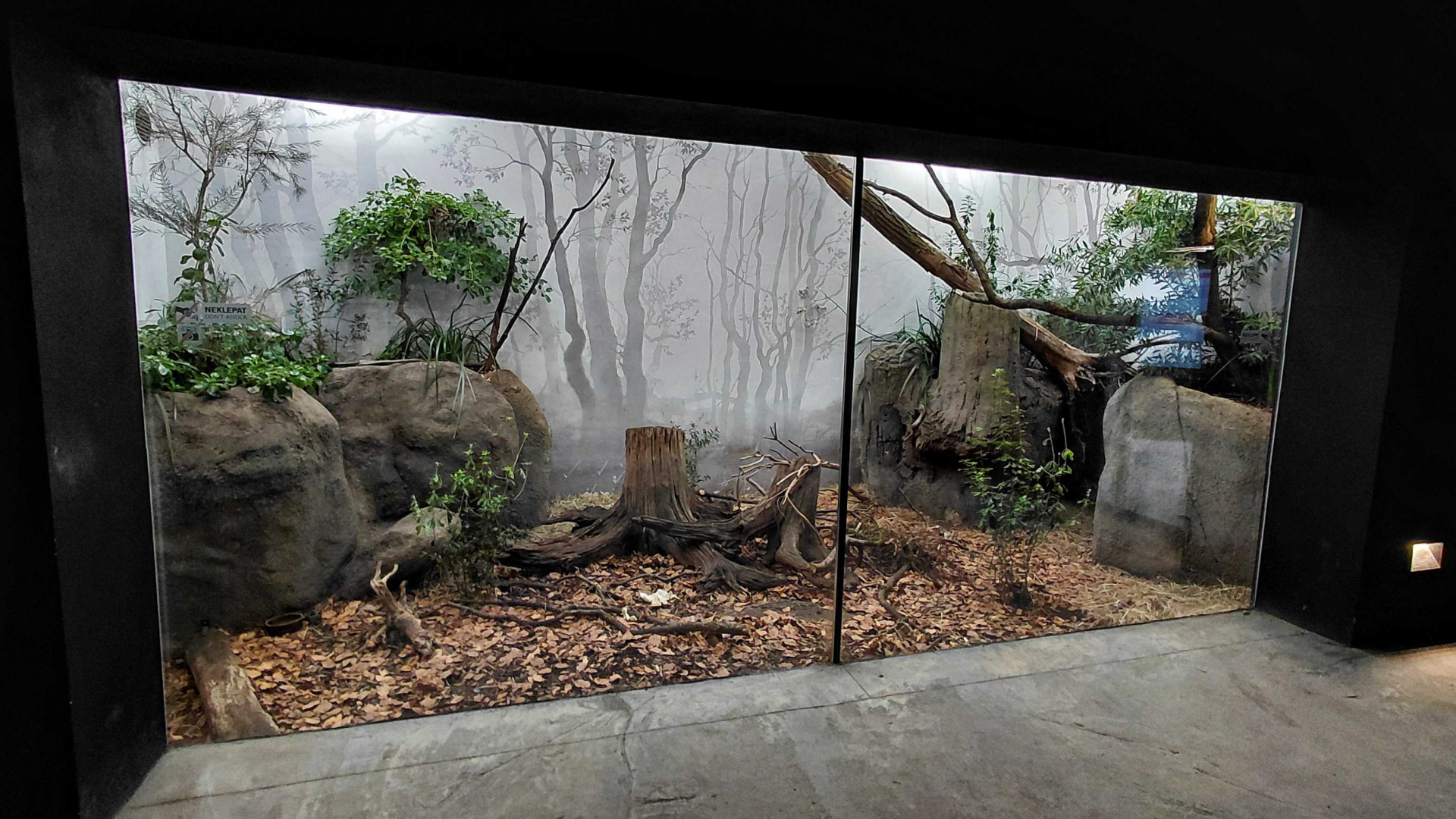 Darwin's crater - Potoroo + echidna exhibit