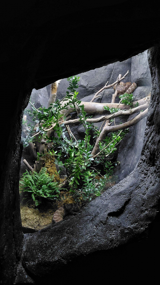 Darwin's crater - Python exhibit