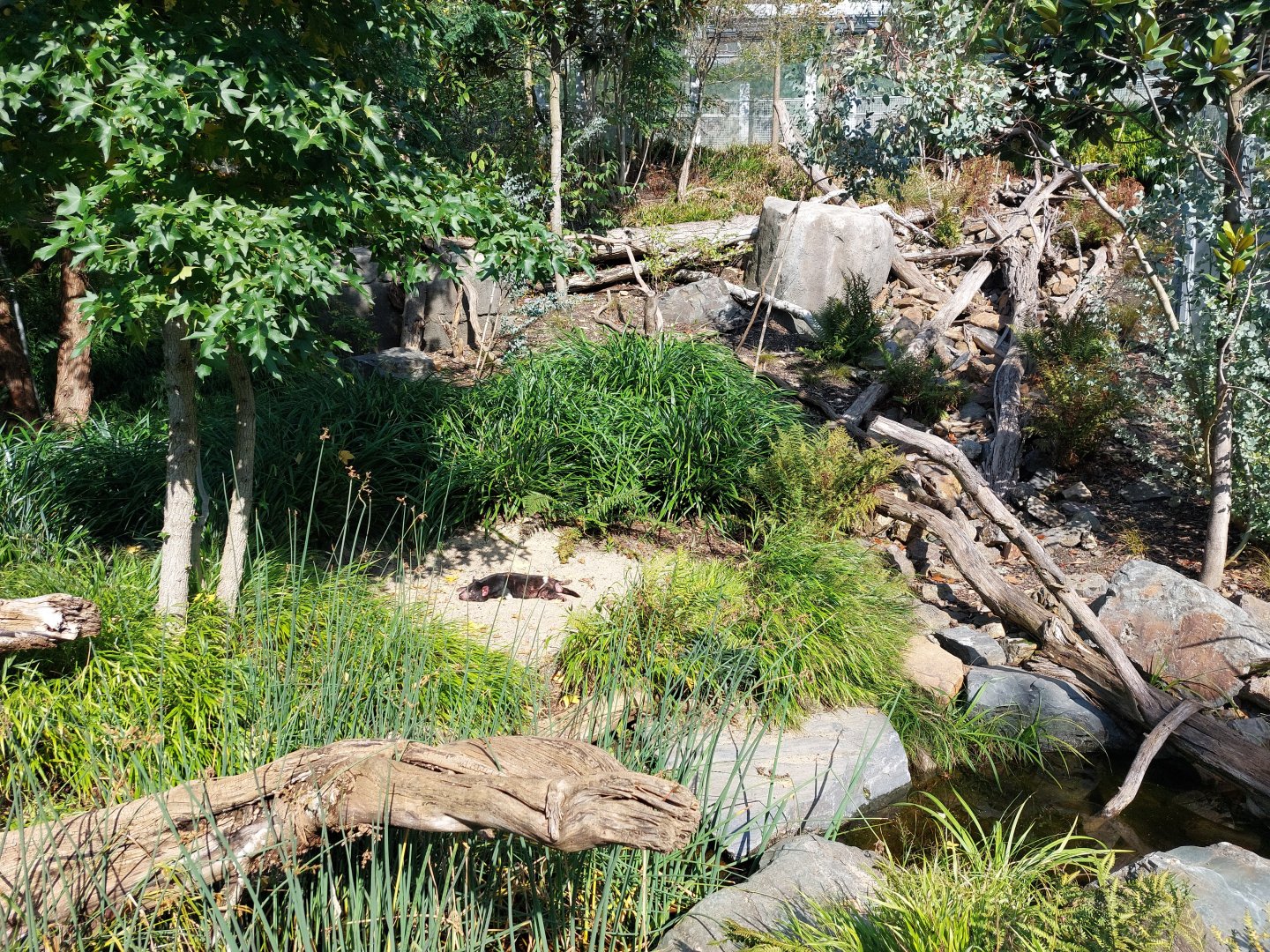 Darwin's crater - Tasmanian devil enclosure