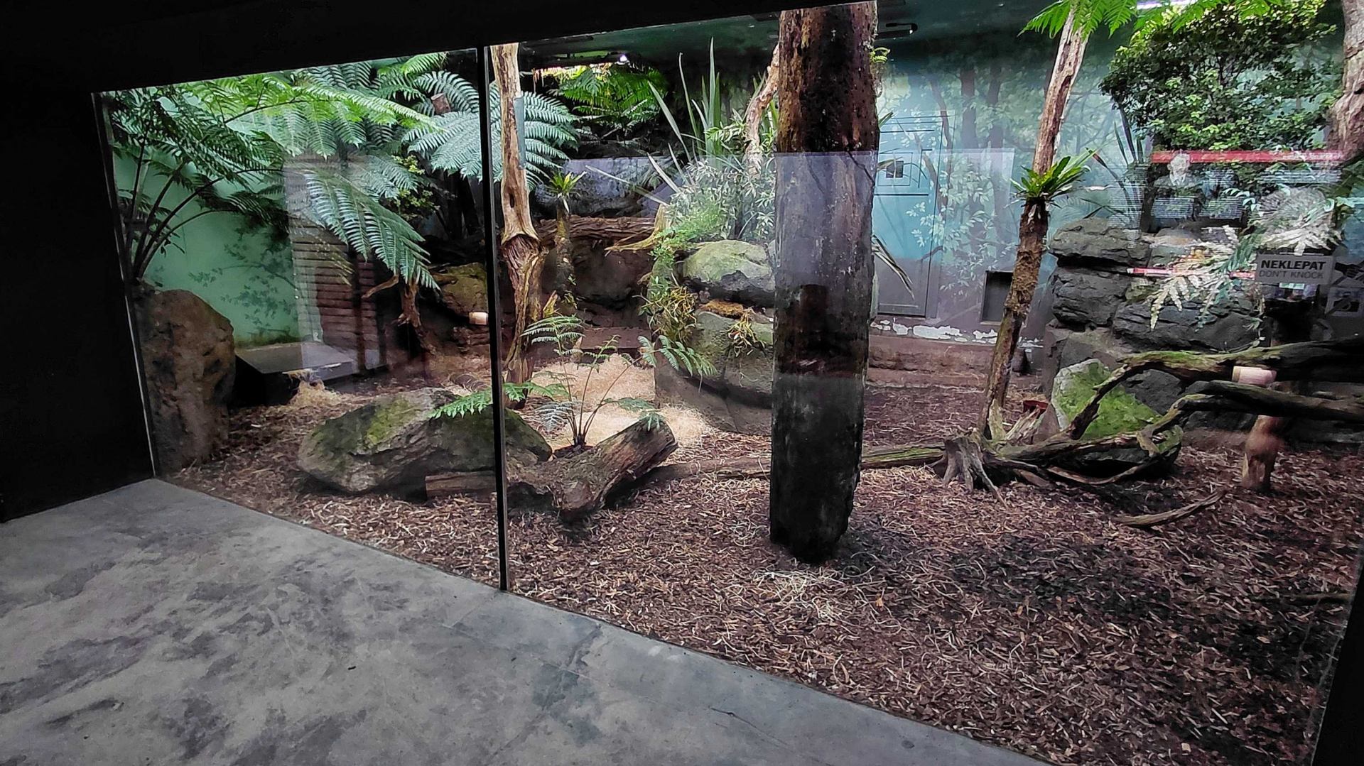 Darwin's crater - Tasmanian devil indoor exhibit