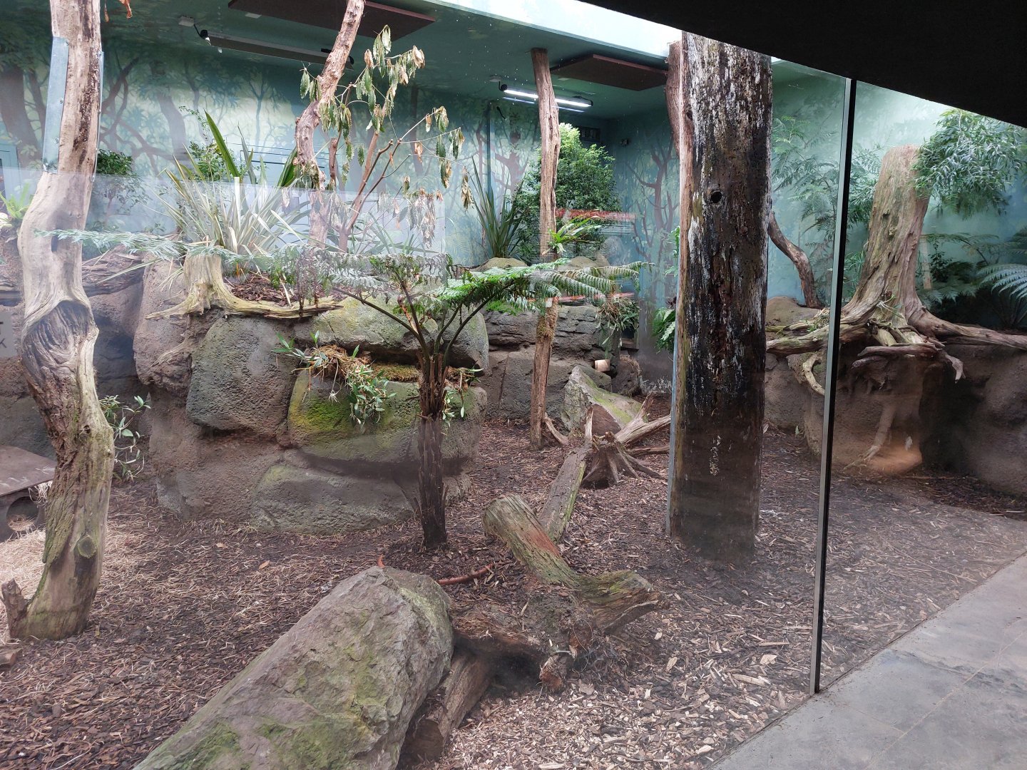 Darwin's crater - Tasmanian devil indoors