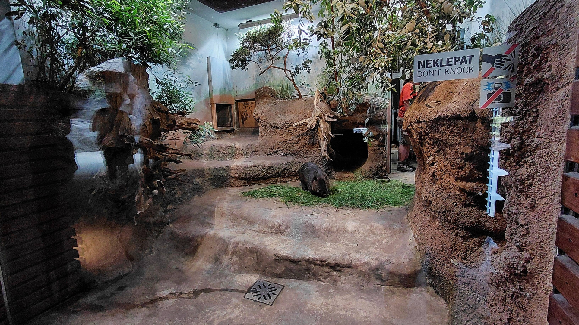 Darwin's crater - Wombat indoor exhibit