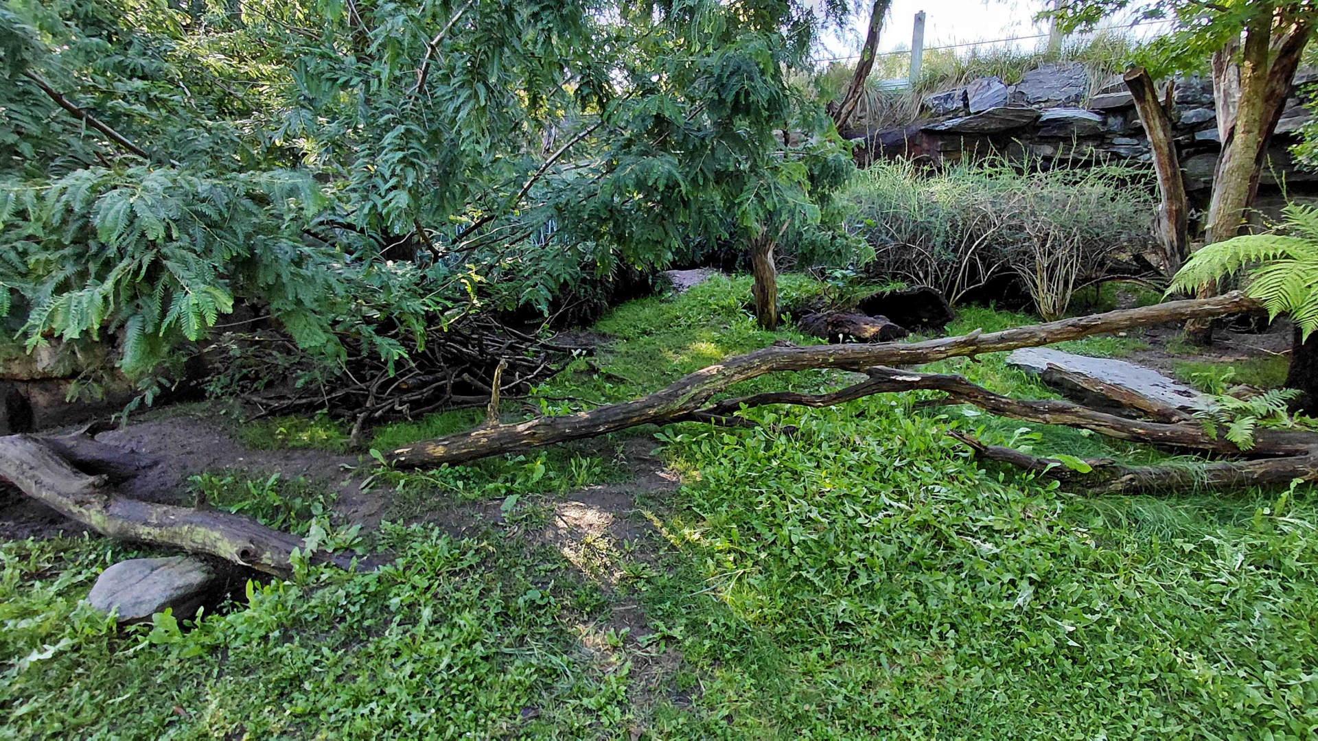 Darwin's crater - Wombat outdoor exhibit
