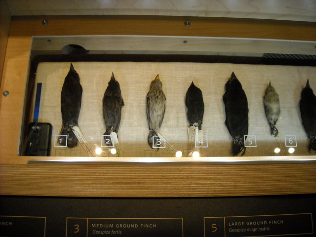 Darwin's finch display