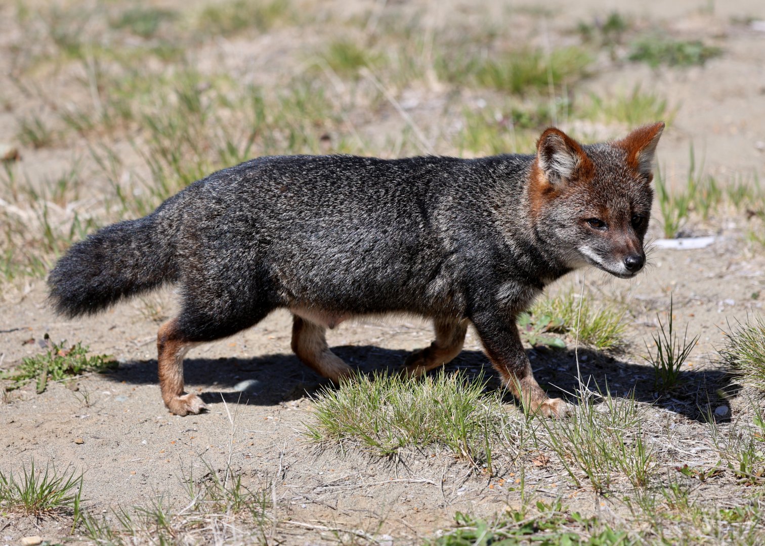 Darwin's Fox (Lycalopex fulvipes)