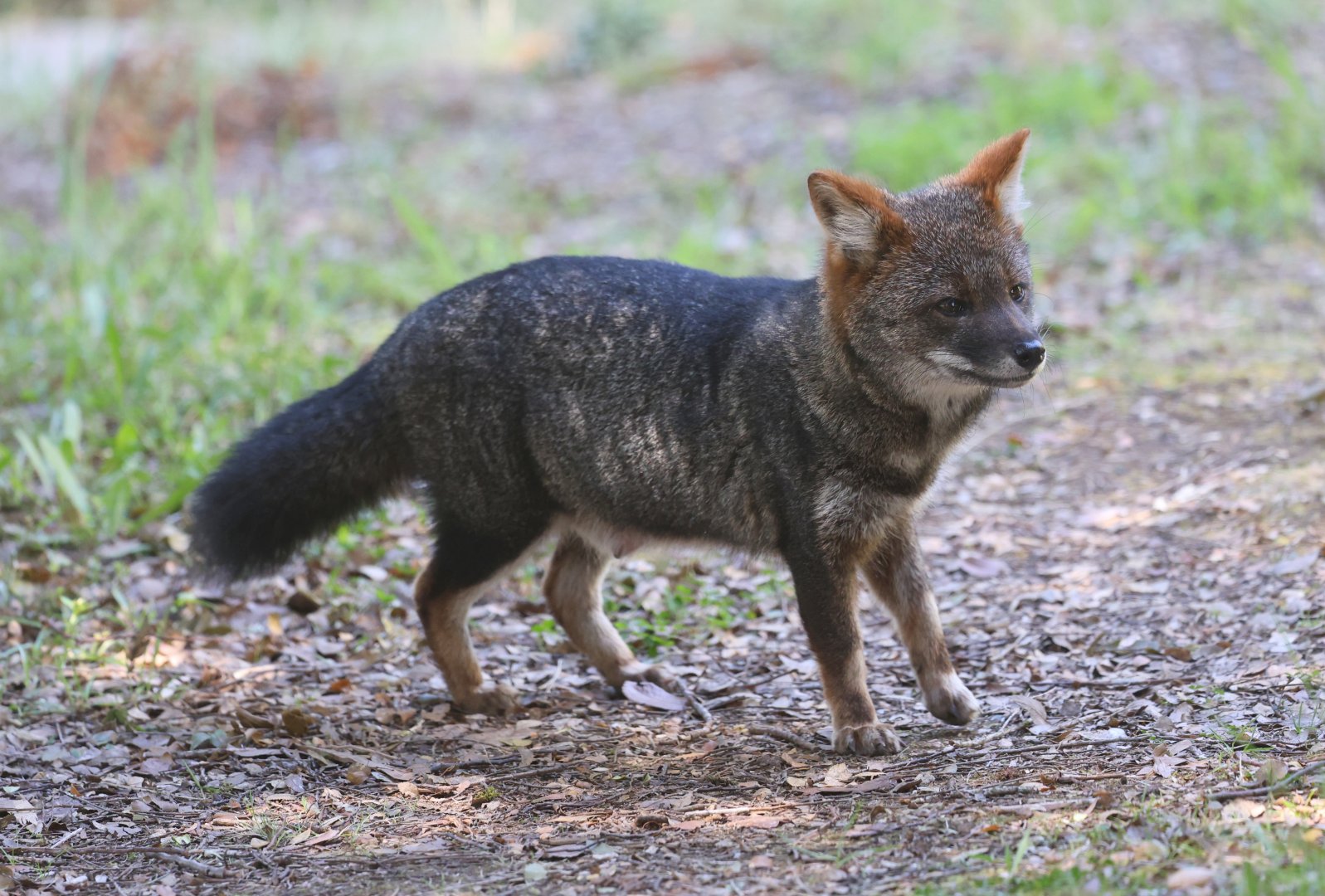 Darwin's Fox (Lycalopex fulvipes)