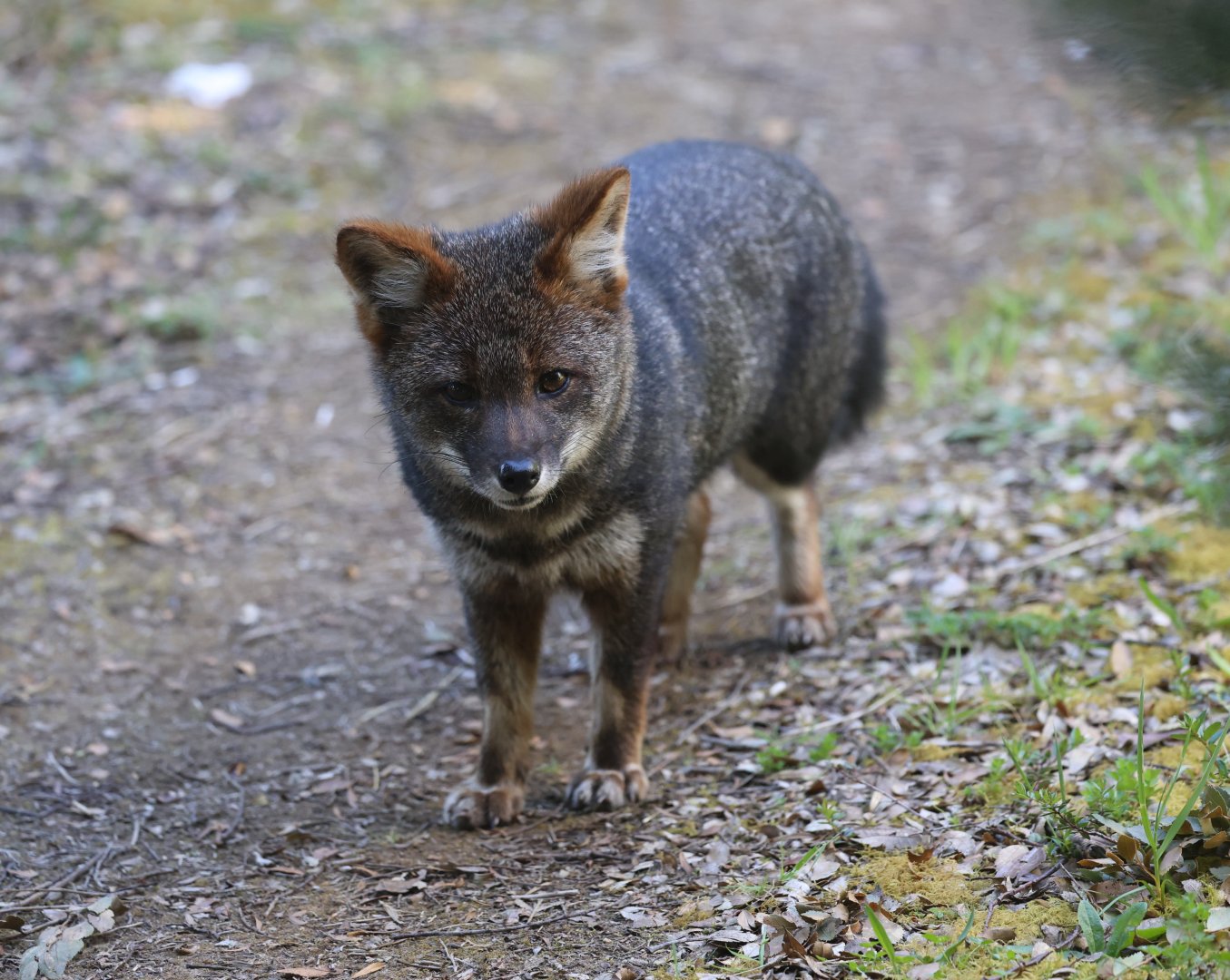 Darwin's Fox (Lycalopex fulvipes)