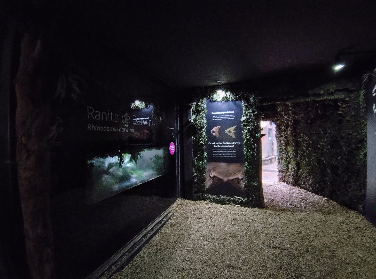 Darwin's frog complex - Santiago zoo (Zoologico nacional)