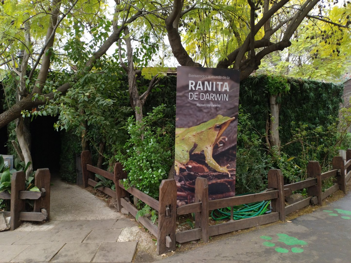 Darwin's frog complex - Santiago zoo (Zoologico nacional)