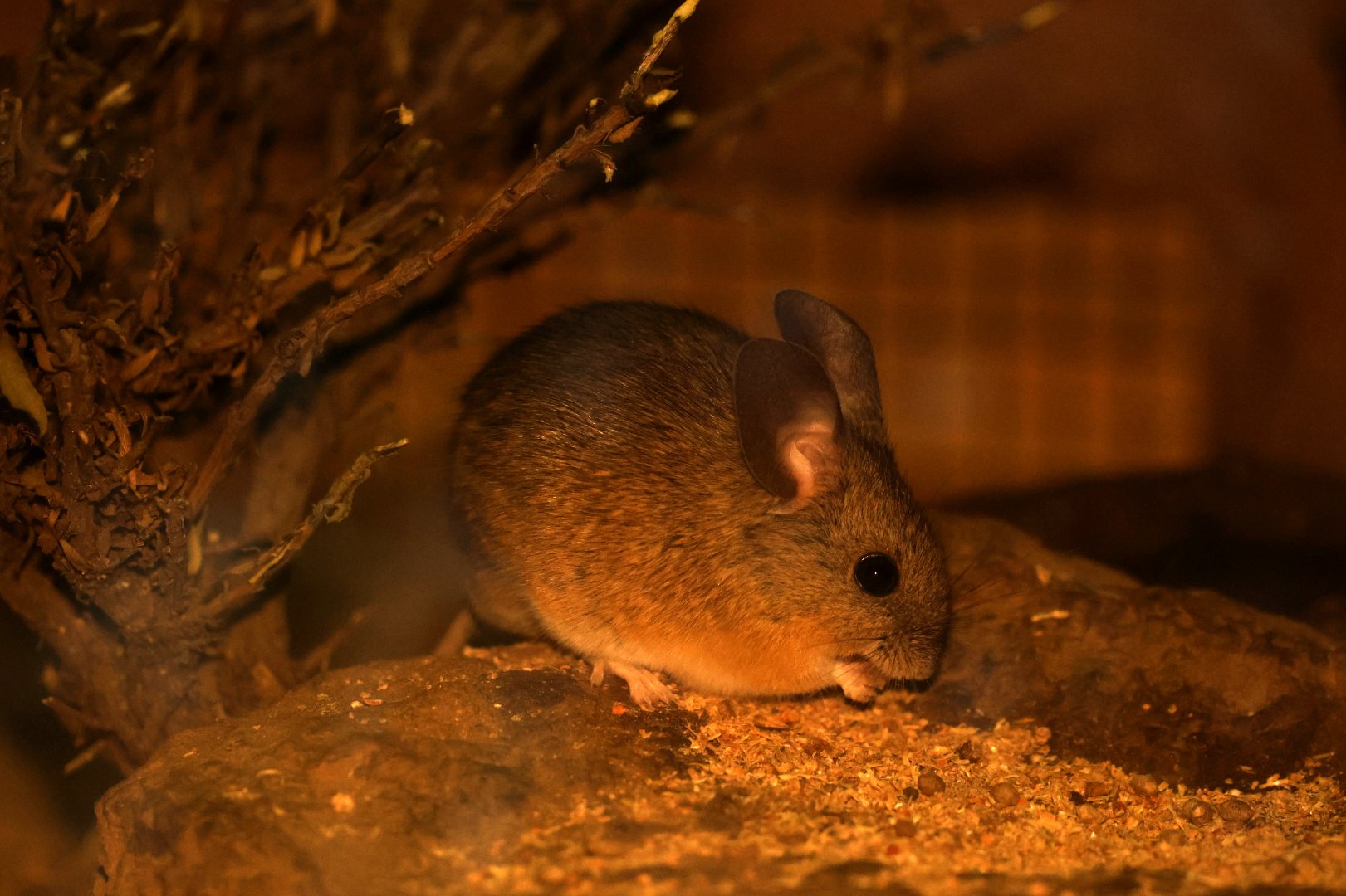 Darwin's leaf-eared mouse (Phyllotis darwini)- Las Chinchillas National Reserve Nocturama