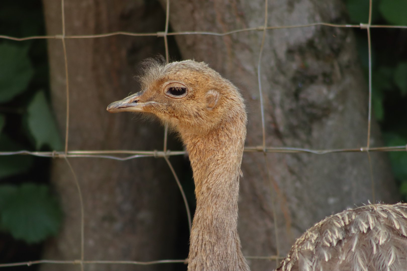 Darwin's rhea - 1 July 2021