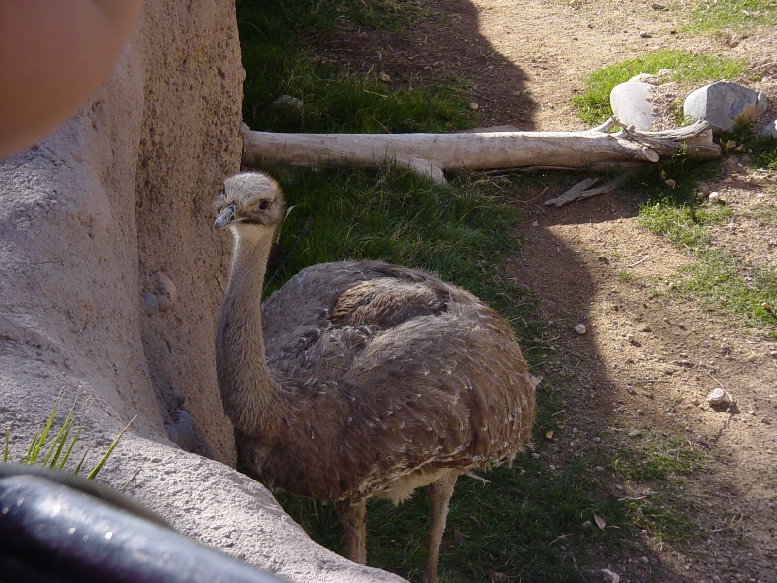 Darwin's Rhea (2004)
