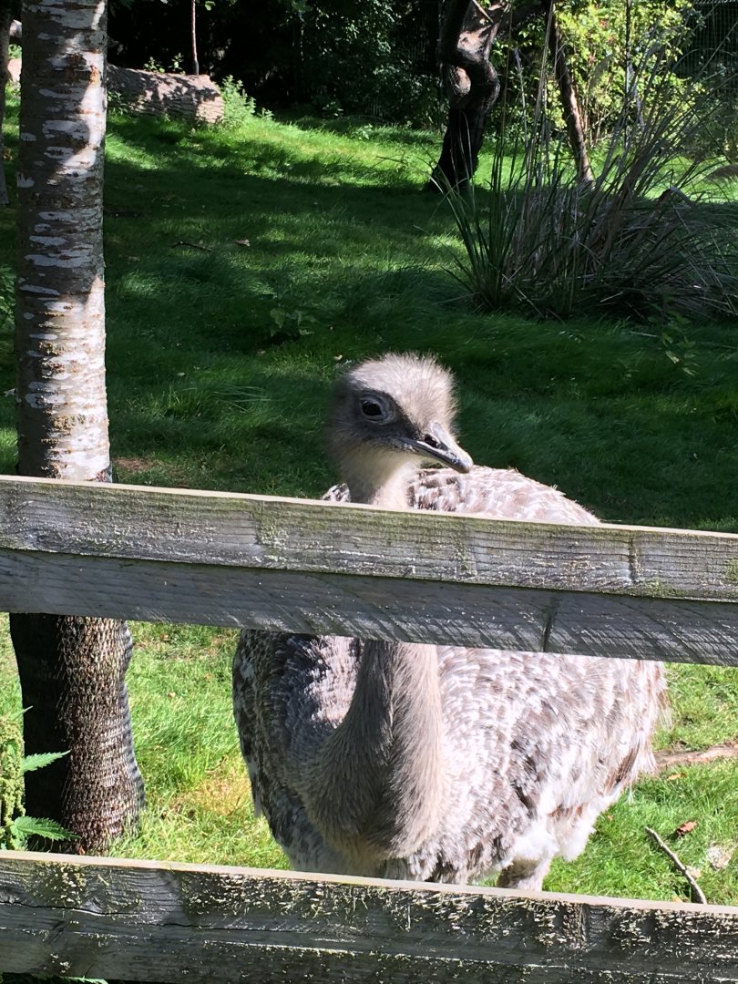 Darwin’s rhea (2019)