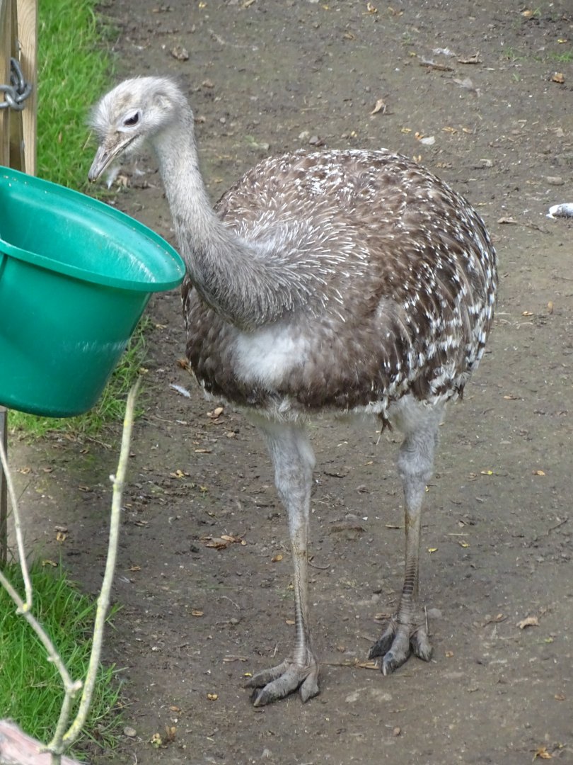 Darwin's Rhea, 2nd October 2025