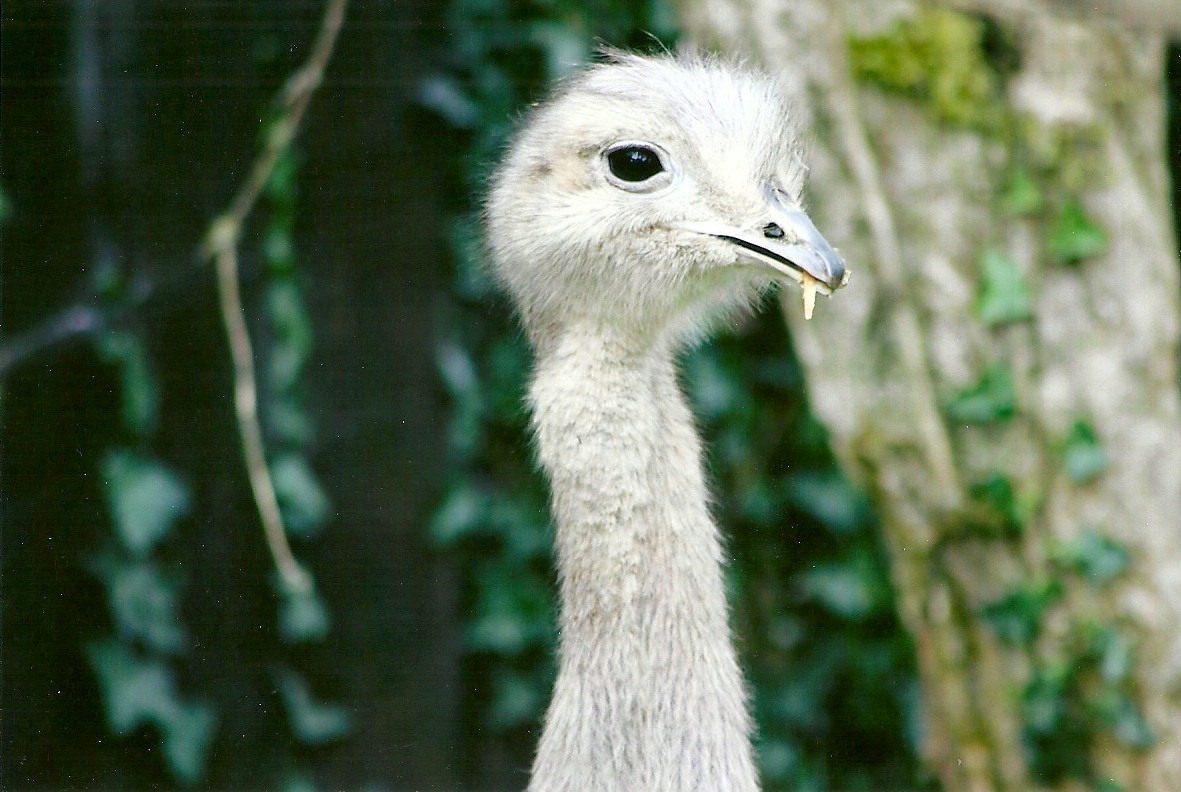 Darwin's Rhea 9th September 2012