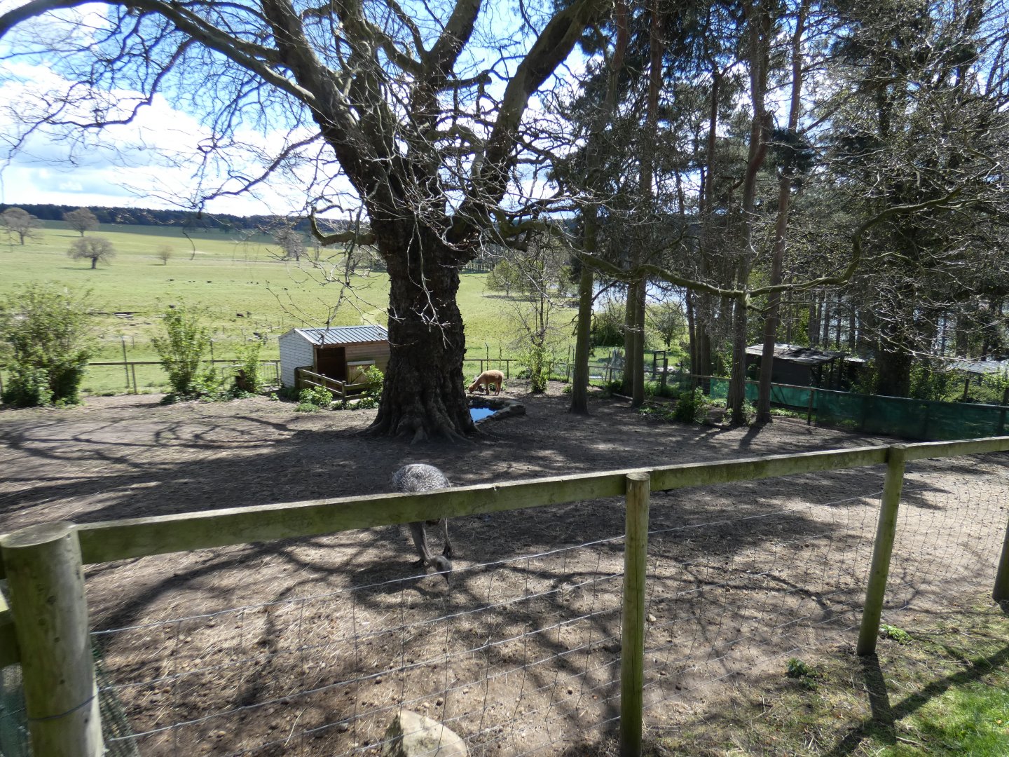 Darwin's rhea and alpaca enclosure