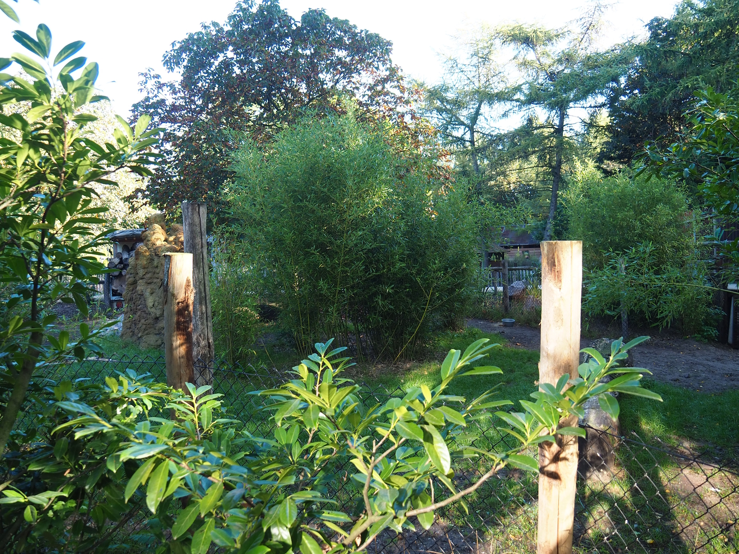 Darwin's rhea and Giant anteater exhibit, 2022-10-09