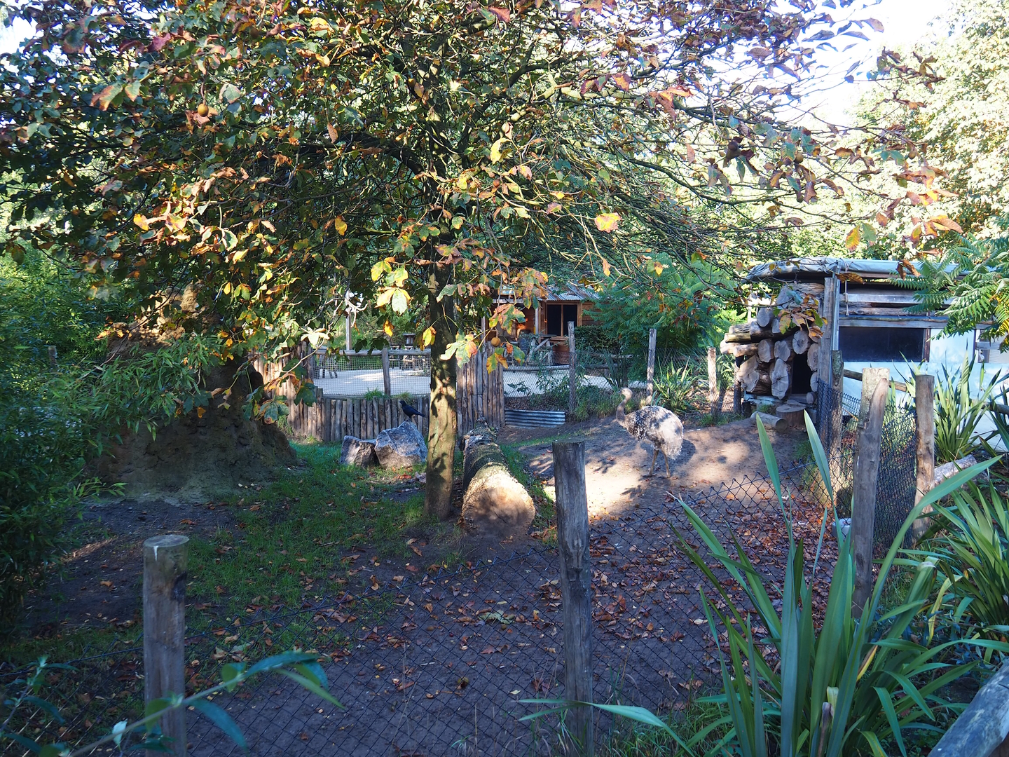 Darwin's rhea and giant anteater paddock, 2022-10-09