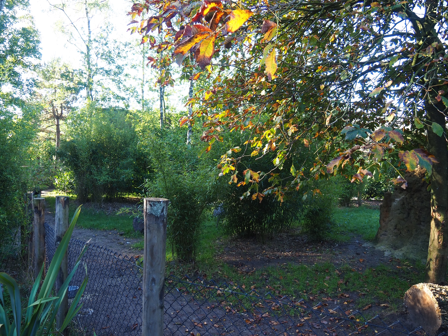 Darwin's rhea and giant anteater paddock, 2022-10-09