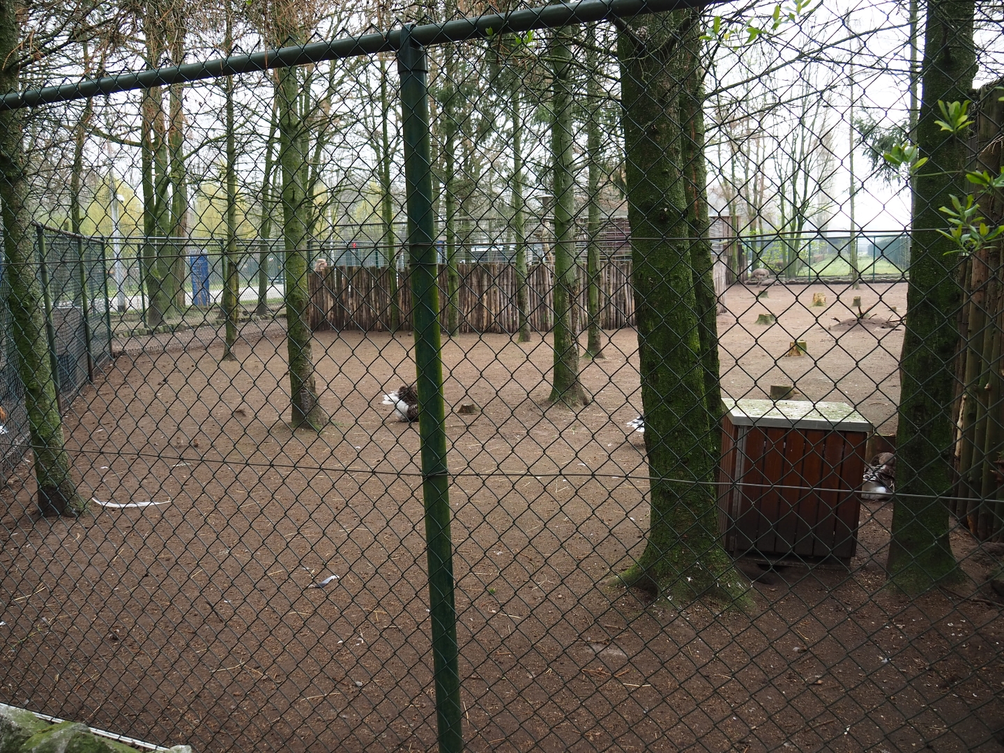 Darwin's rhea and Toulouse goose paddock, 2019-04-06
