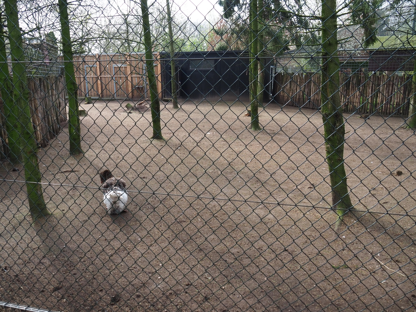Darwin's rhea and Toulouse goose paddock, 2019-04-06