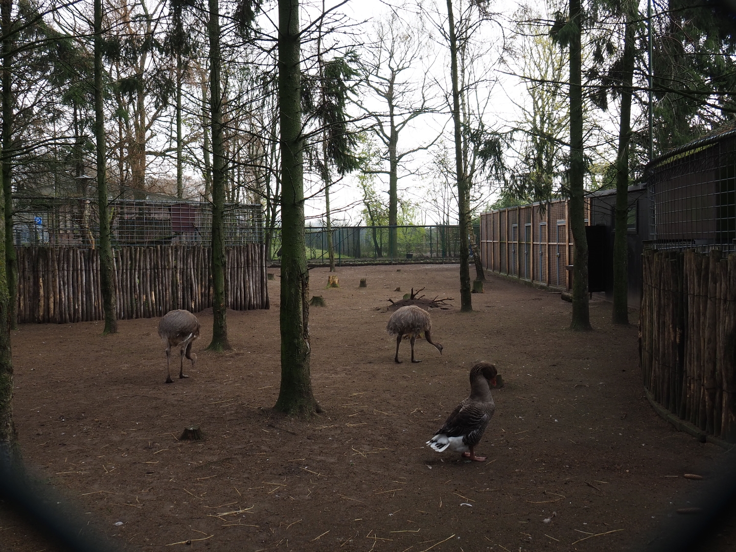 Darwin's rhea and Toulouse goose paddock, 2019-04-06