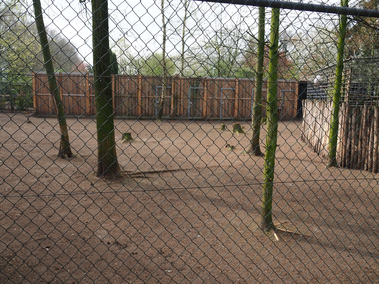 Darwin's rhea and Toulouse goose paddock, 2019-04-06