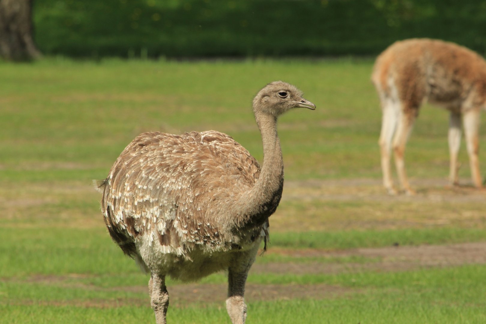 Darwin's rhea (April 2018)