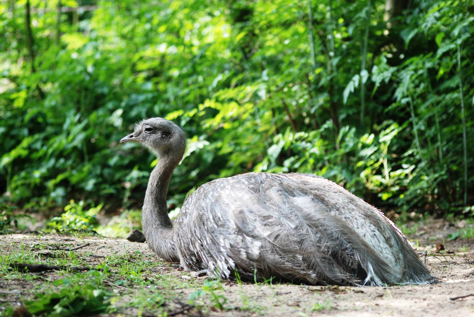 Darwin's Rhea at Apenheul, 30/05/12