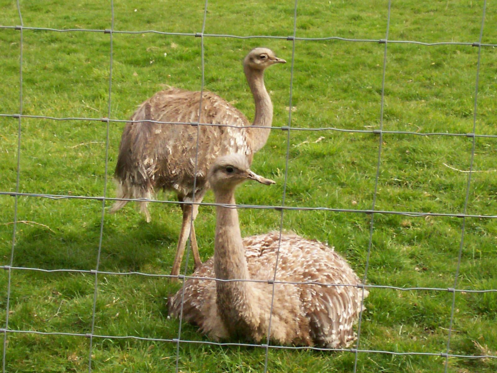 Darwins rhea at Edinburgh zoo