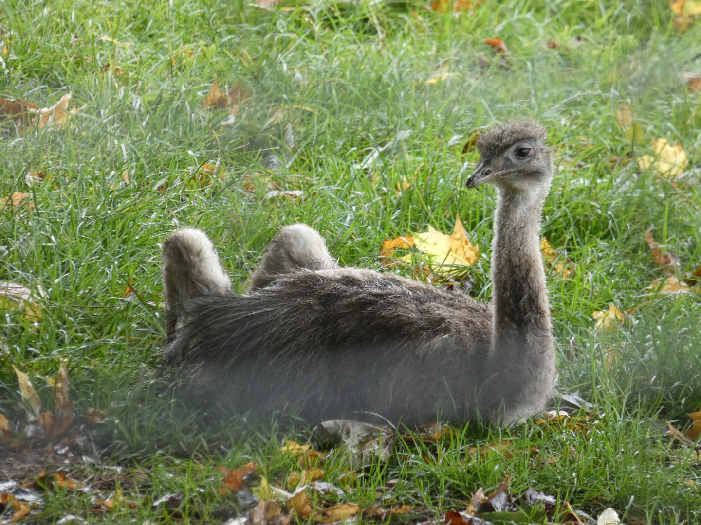 Darwin's Rhea chick