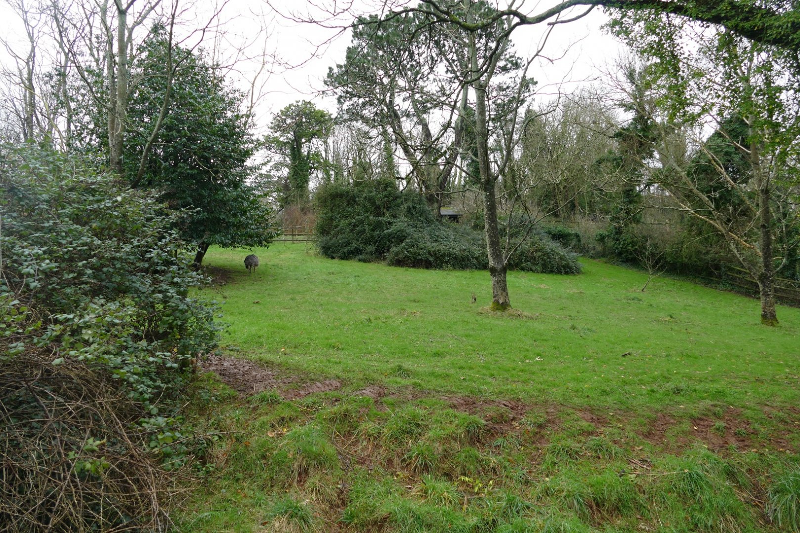 Darwin's Rhea enclosure, February 2019