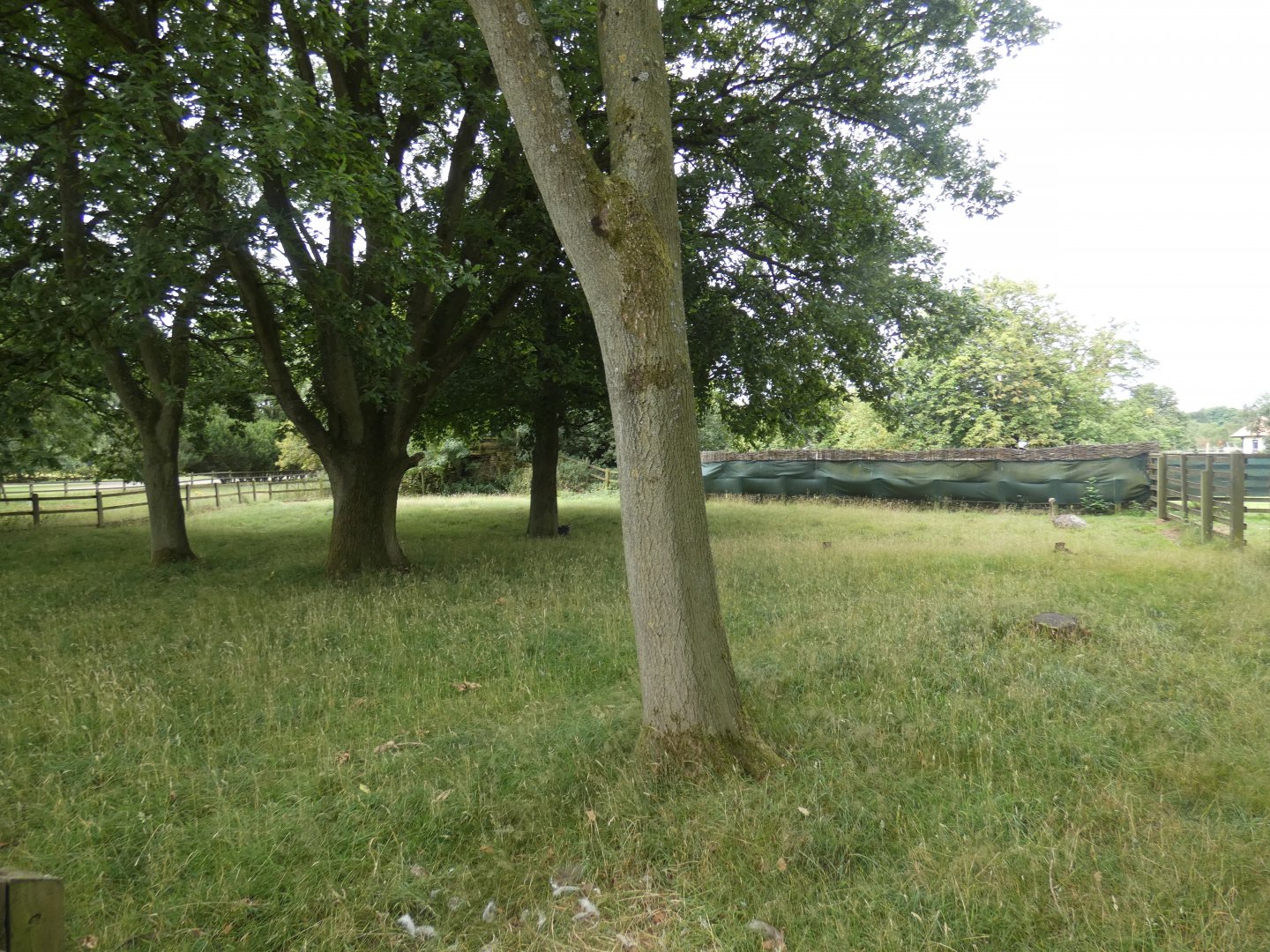 Darwin's Rhea enclosure
