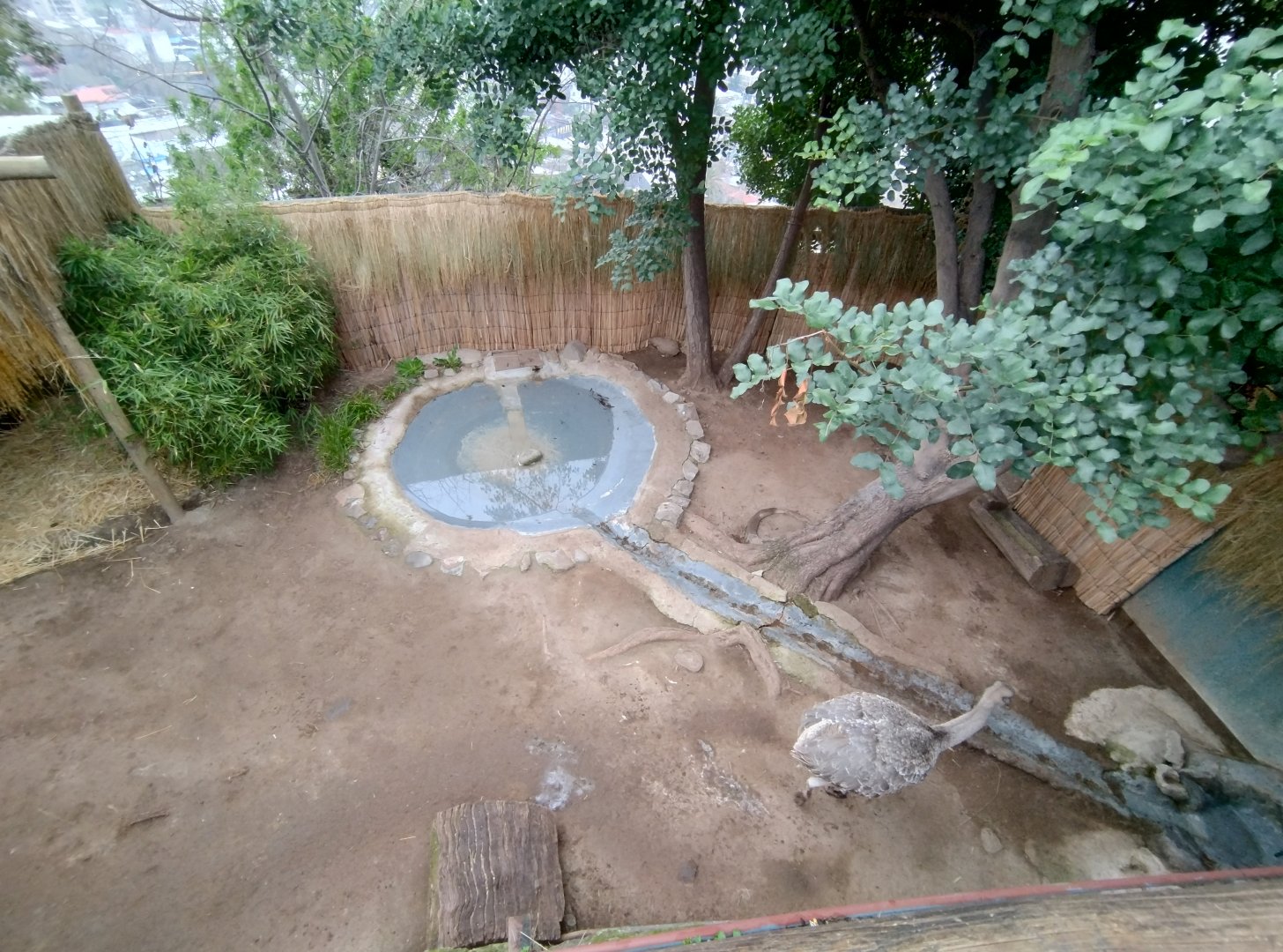 Darwin's rhea exhibit - Santiago zoo (Zoologico nacional)