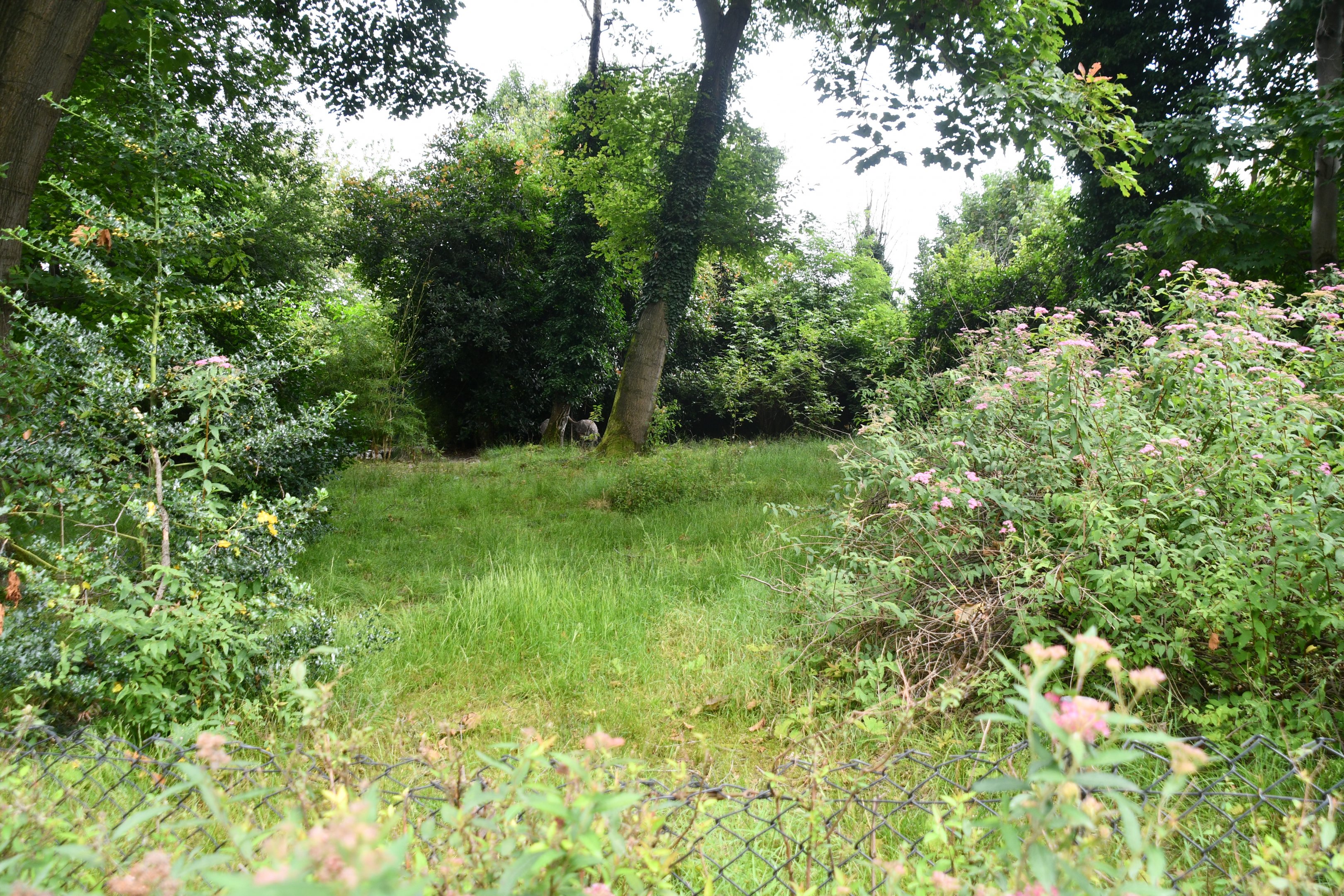 Darwin's Rhea exhibit