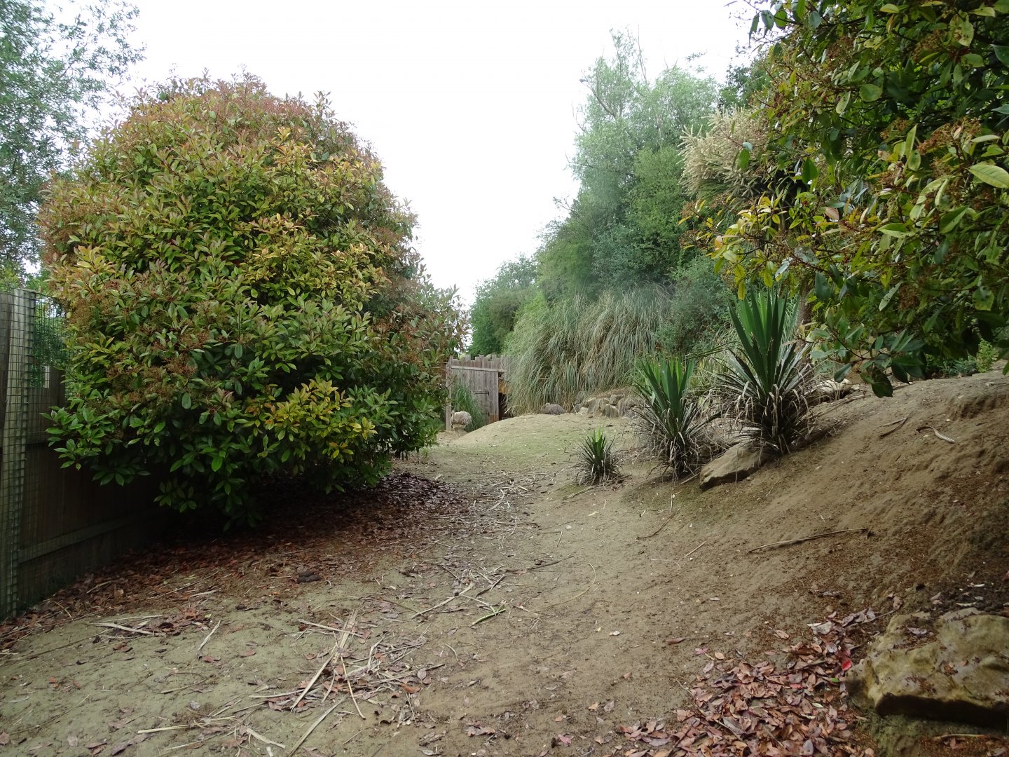 Darwin's rhea exhibit