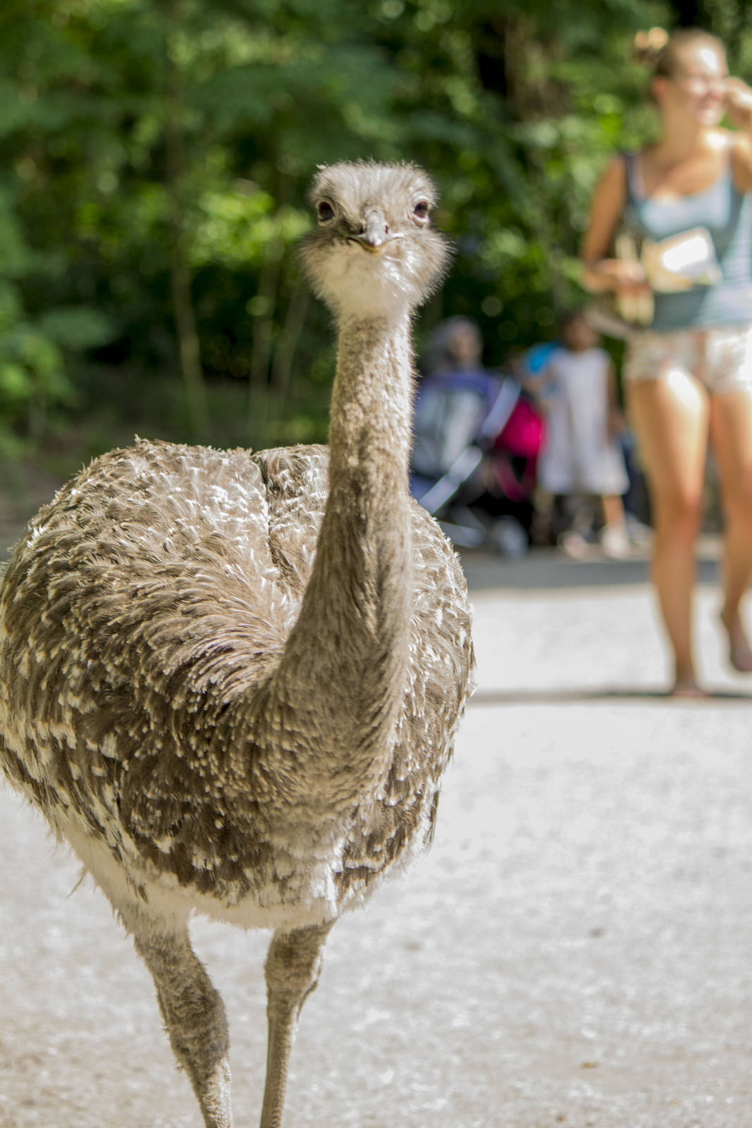 Darwin's rhea on the visitor path