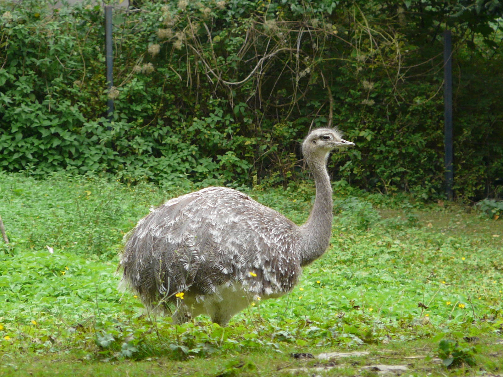 Darwin's rhea/ Pterocnemia pennata