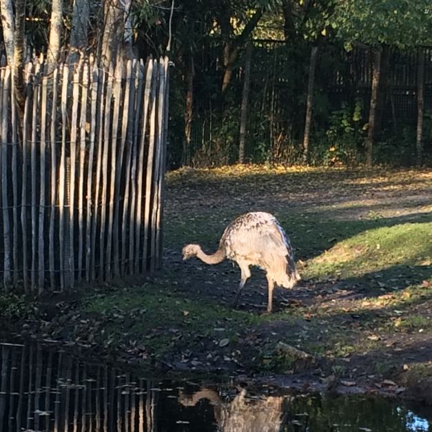 Darwin's Rhea (Rhea pennata) 17-11-2018