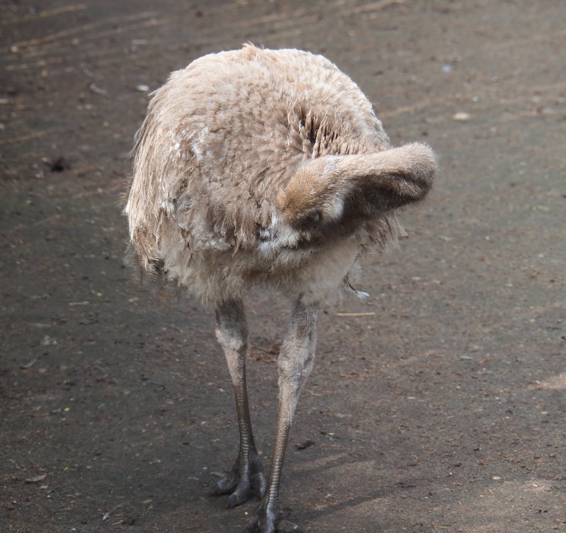 Darwin's rhea (Rhea pennata), 2019-04-06