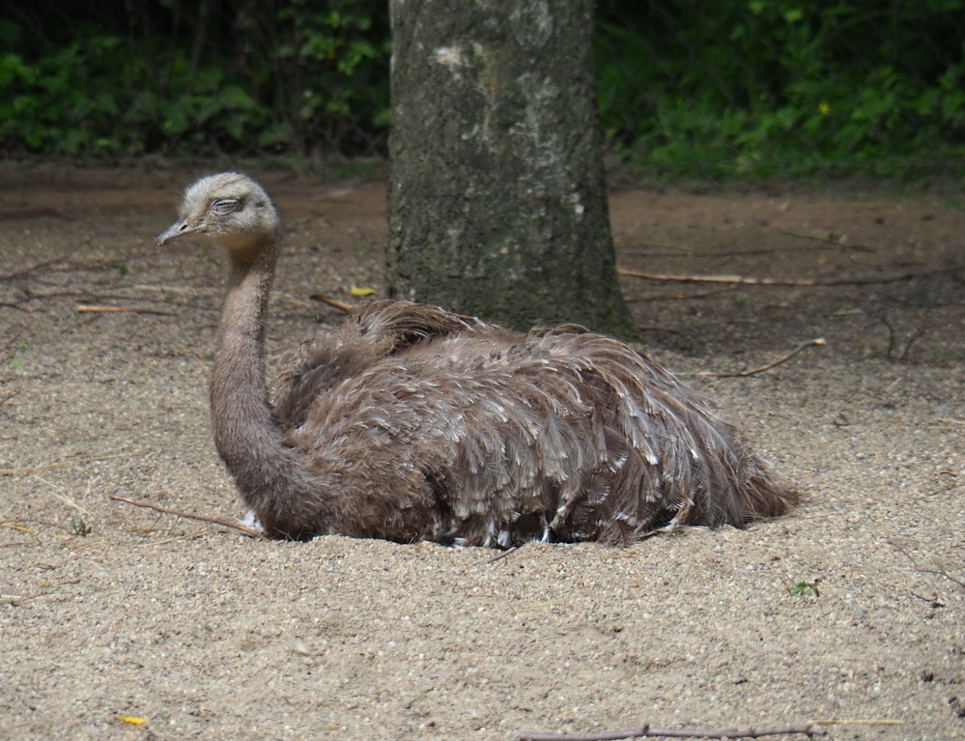 Darwin's rhea (Rhea pennata), 2019-05-31