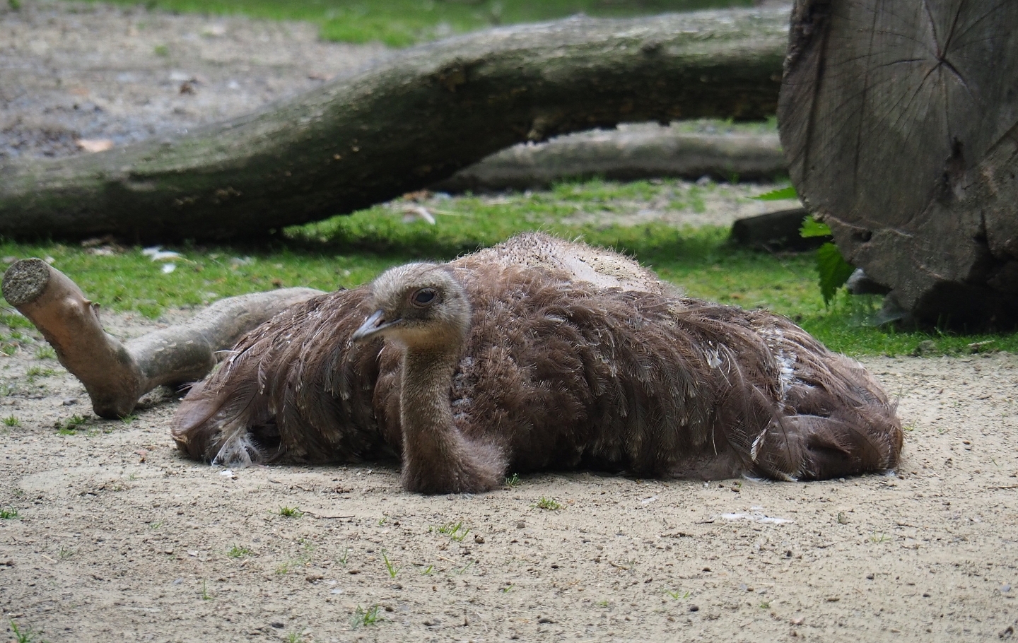 Darwin's rhea (Rhea pennata), 2019-06-26