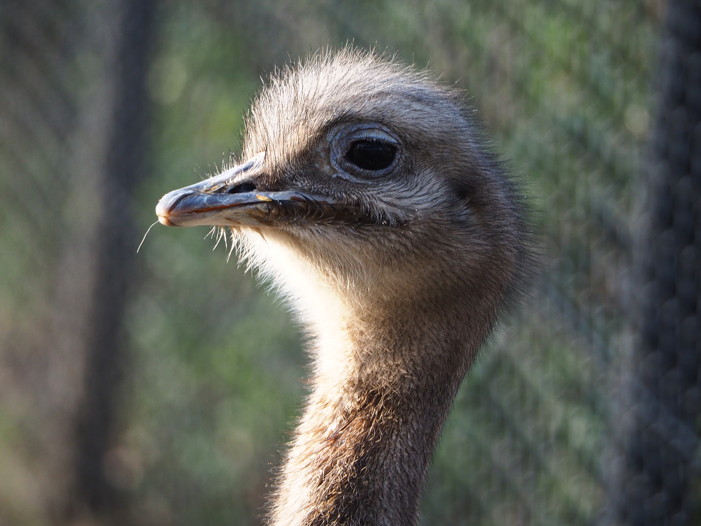 Darwin's rhea (Rhea pennata), 2019-12-28