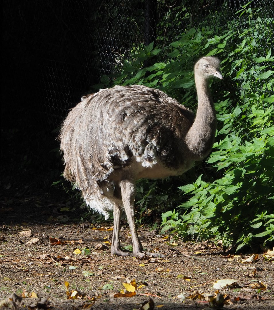 Darwin's rhea (Rhea pennata), 2020-10-10
