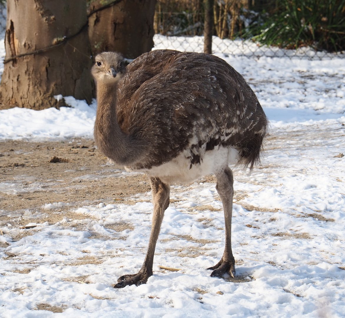 Darwin's rhea (Rhea pennata), 2021-02-14