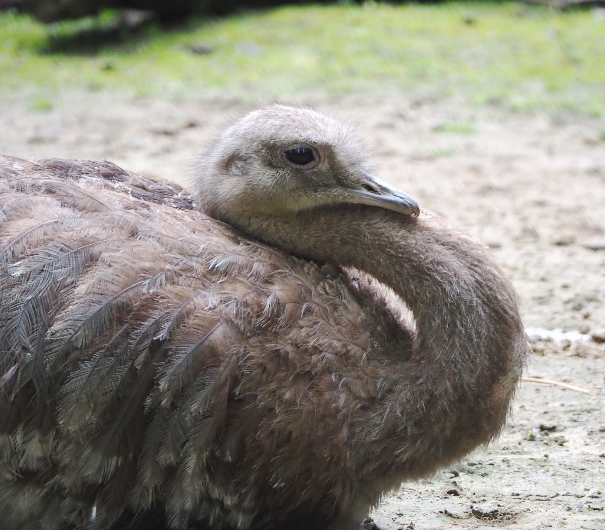 Darwin's rhea (Rhea pennata), 2021-07-03