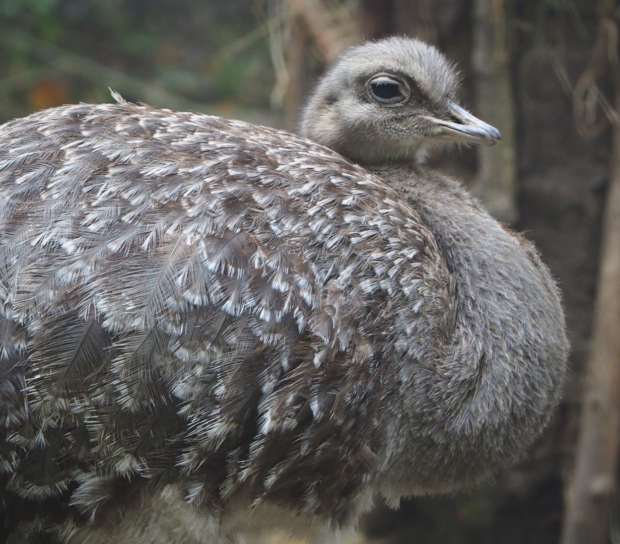 Darwin's rhea (Rhea pennata), 2021-10-10