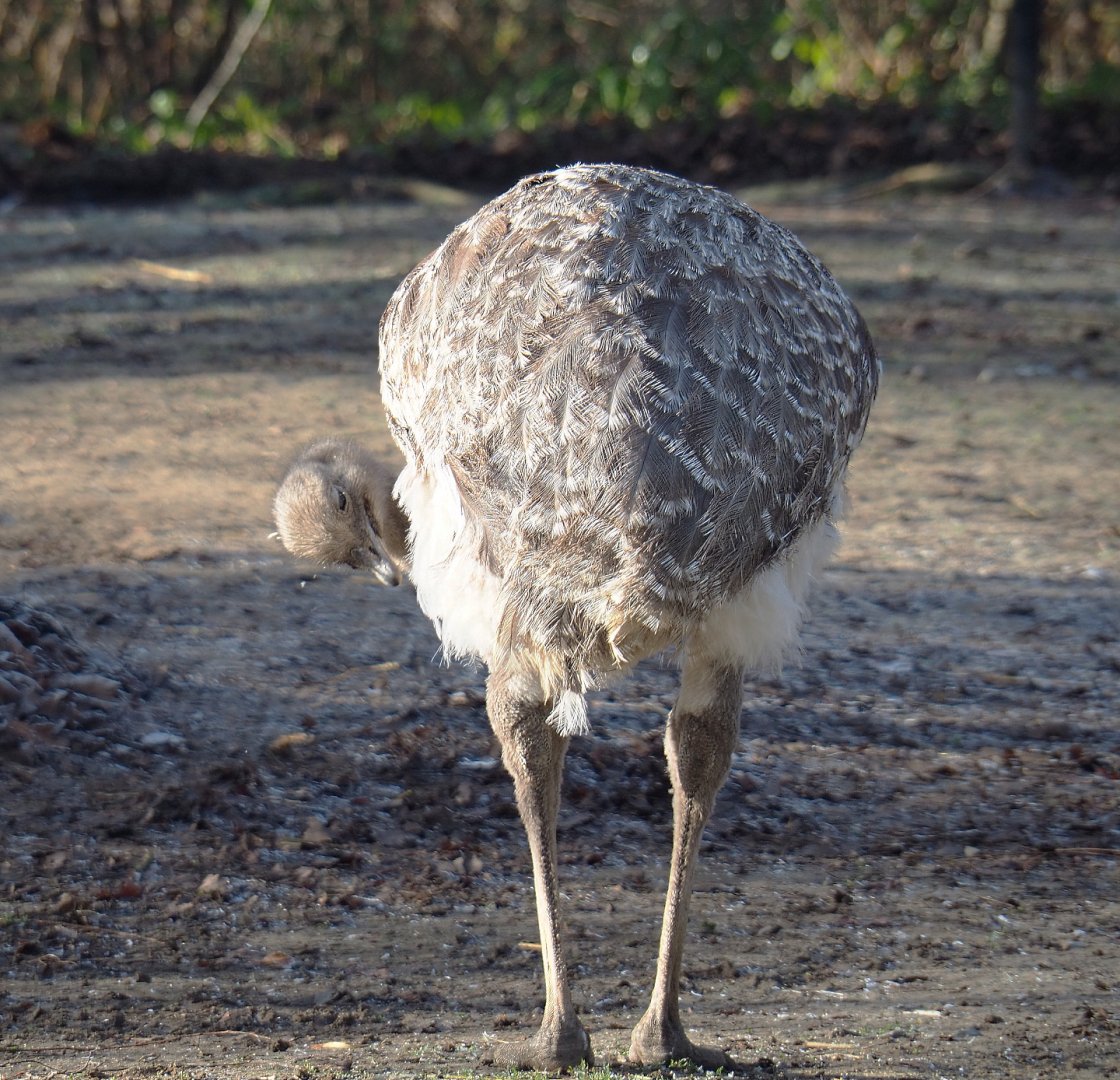 Darwin's rhea (Rhea pennata), 2021-12-22